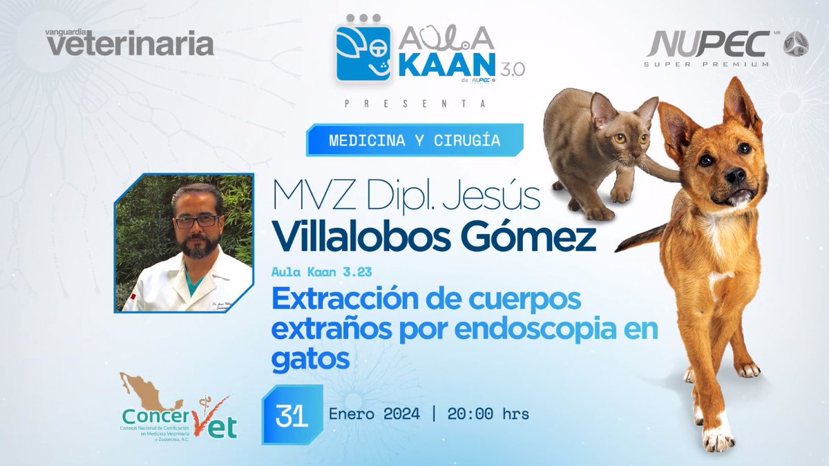 SQUENDA's tweet photo. 💻 Extracción de cuerpos extraños por endoscopia en gatos
👤 MVZ Jesús Villalobos Gómez
📆 31 de enero 2024 | 20:00 hrs 
😉Organiza: #AulaKAAN #NUPEC
🎥Transmisión: #VanguardiaVeterinaria
📭Pide link a informes@squenda.com.mx con tu NOMBRE+WHATSAPP+NOMBRECURSO https://t.co/9H2JMXwL1P