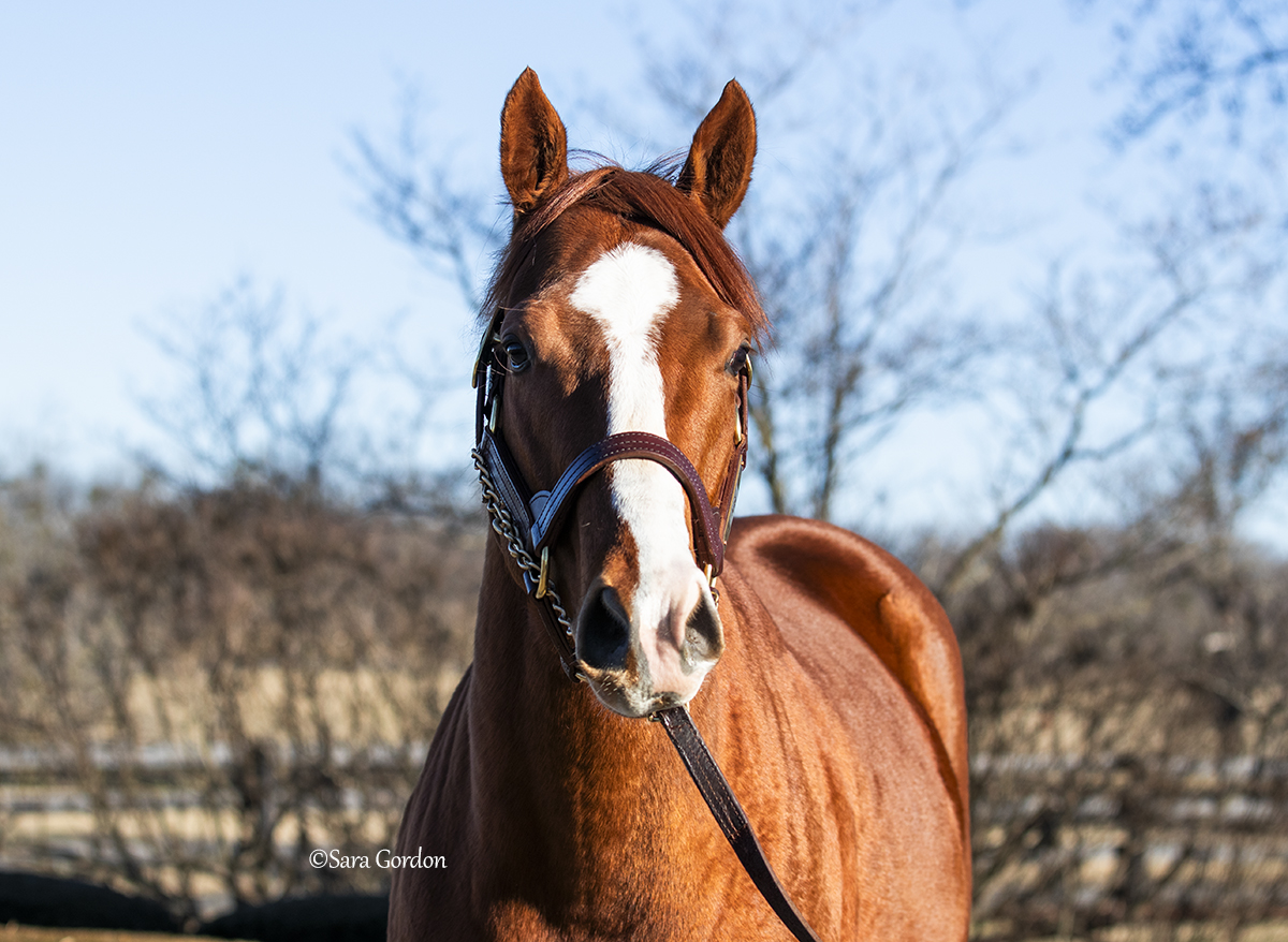 Quick visit to @AirdrieStud this afternoon to catch up with the handsome '23 @KentuckyDerby winner Mage. He has certainly settled in well! 💝