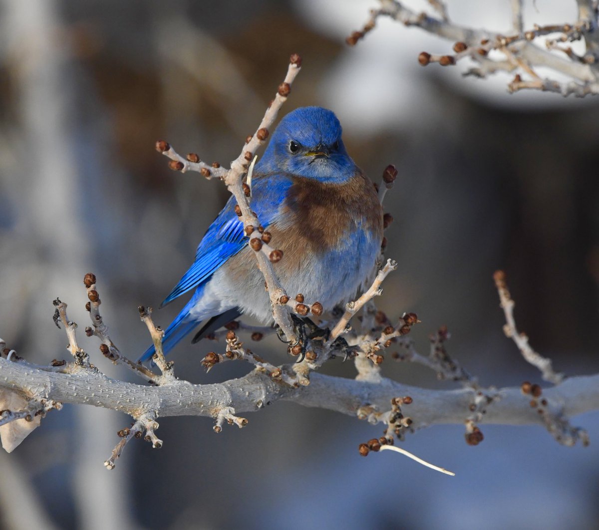 Some birds from around the yard today!!! 

Nikon D500
Sigma 150-600mm
Jesse Watkins Photography 

#finch #westernbluebird #darkeyedjunco #birding #birds #birdphotography #nikonbirds #nikond500 #nikon #nikonusa #winterphotography #winter #nevada #birdingphotographer