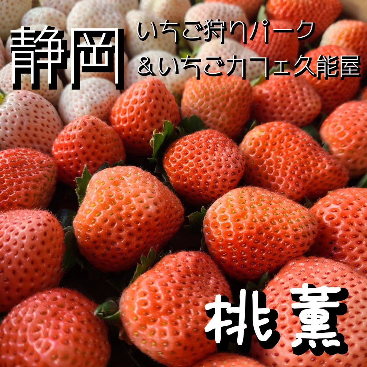 kunouya15's tweet photo. 桃の香りのいちご桃燻🍓
カフェメニューでの提供がはじまりました🍓
#桃薫　#久能屋 https://t.co/3YGZDCTxhD
