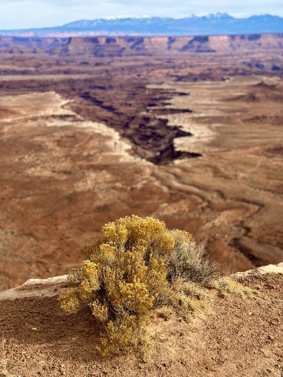 ChrisRiefPhoto's tweet photo. 📍 @CanyonlandsNPS #FindYourPark #BlueLightningBear 💙⚡️🐻 #IBrakeForBrownSigns #Canyonlands #NationalPark @rei #OptOutside #HumansOutside365 #OutdoorsForAll @TheParksChannel #NationalParkGeek #Utah
🌱 You are on Native Lands 💚 https://t.co/ayLawHoemA