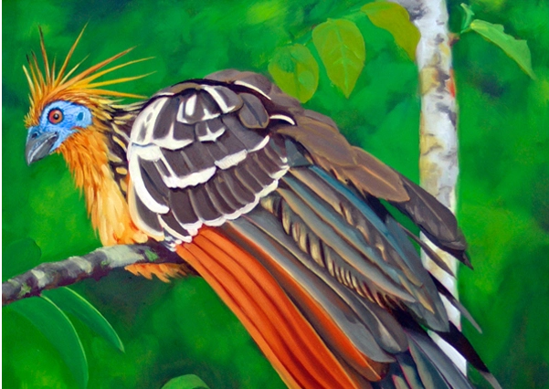 Hoatzin is a “vegetarian” bird. Their food is mainly leaves, fruits and flowers. Although they live quite frugally, they also have another nickname, "stinky birds" because they smell like plant fertilizer. Perhaps that's why they escaped human hunting because their meat cannot be