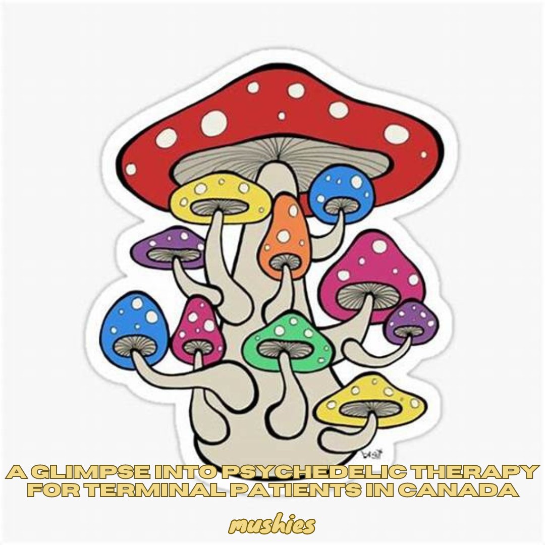 Thomas Hartle makes history in Canada as the first terminally ill patient legally granted access to psilocybin for anxiety treatment. 🍄 Health Canada expands exemptions.🌿 #PsilocybinTherapy #HealthCanada #ThomasHartle #PsychedelicMedicine