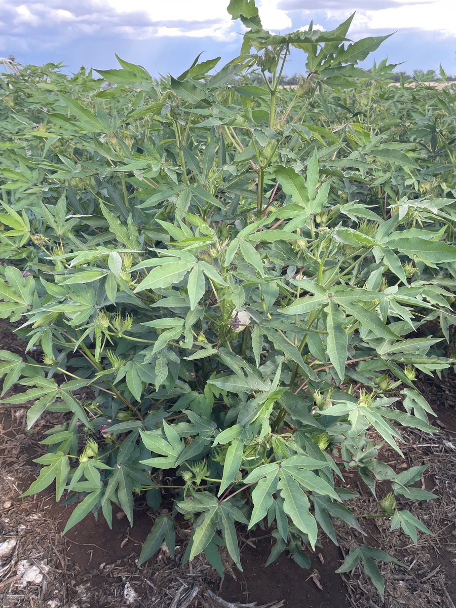 It’s been decades since we last grew an okra leaf cotton variety, but the new CSX4398B3XF we are trialing this season is fully loaded and looks the goods.