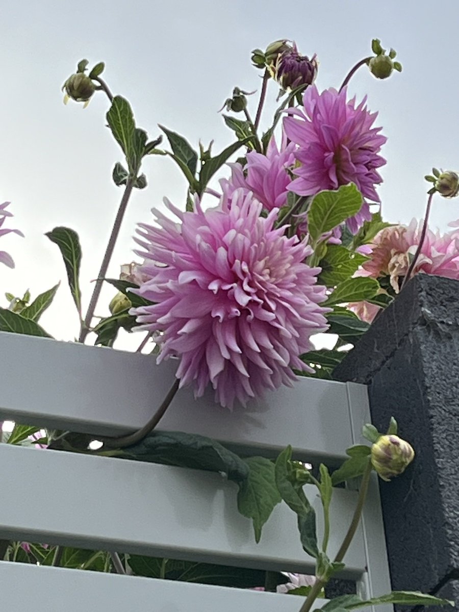 JudithClarke54's tweet photo. Overcast but warm & muggy morning for my Friday run. Found some nice dahlias on the way to Sheean’s Walk & then tackled some trails Dooley’s Hill always love the daily changing landscapes #enjoy #keepsafe #LRCc https://t.co/r93oxHMfFG