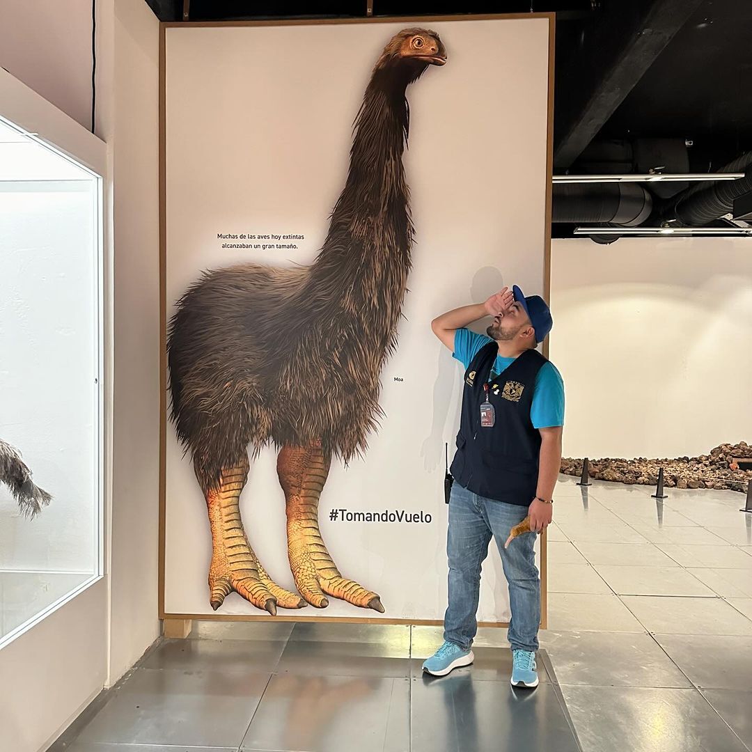 sopitas's tweet photo. ¿Ya vieron? Durante todo el 2024 habrá una expo para los amantes de los dinosaurios, como nunca desaparecieron de la Tierra.

"Dinosaurios entre nosotros" está organizada por el American Museum of Natural History en Nueva York con el apoyo del North Museum of Nature and Science, Estados Unidos; el Philip J. Currie Museum, Canadá; el Museo de Ciencias, Universidad de Navarra, España y Universum Museo de las Ciencias de la UNAM, México. 

Se presentará en el @UniversumMuseo  y habrá secciones:
🥚Nidos, huevos y crías
🥚Huesos, picos y garras
🥚Plumas y vuelo
🥚La nueva era de los dinosaurios

La muestra explica la conexión ininterrumpida que existe entre las aves modernas y los dinosaurios que dominaron el planeta durante 170 millones de años.
Miércoles a domingo 10 a 17 de horas por 90 pesos 

Circuito Cultural de Ciudad Universitaria S/N, Coyoacán, Cd. Universitaria
