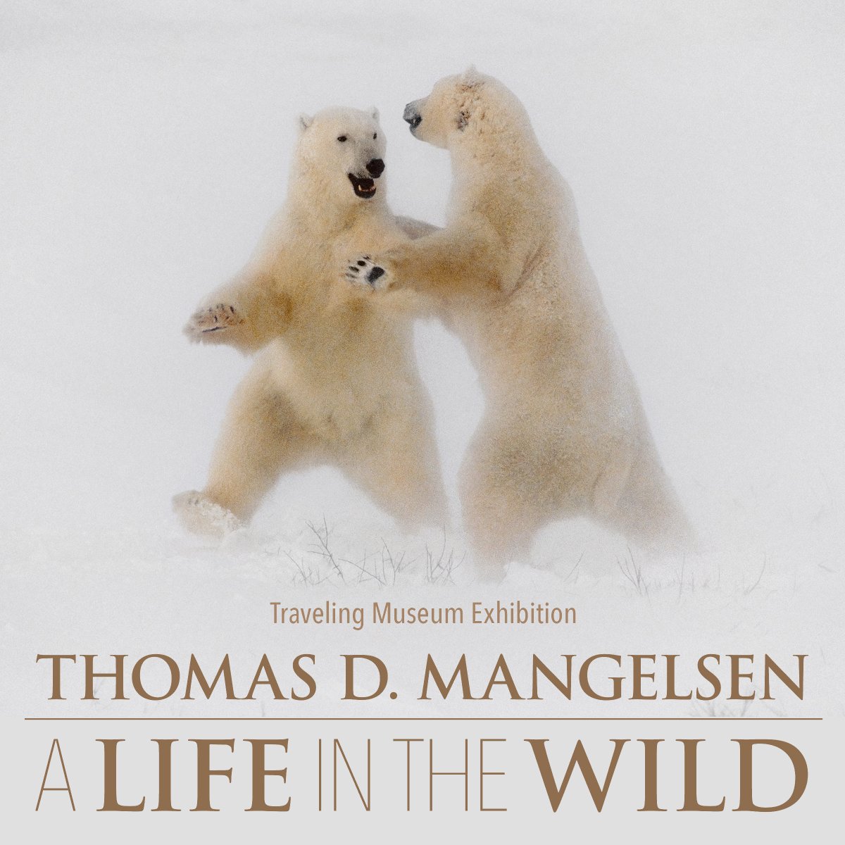 Thomas D Mangelsen tweet media