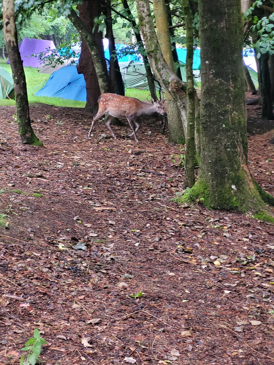 Neil mcstravick tweet media