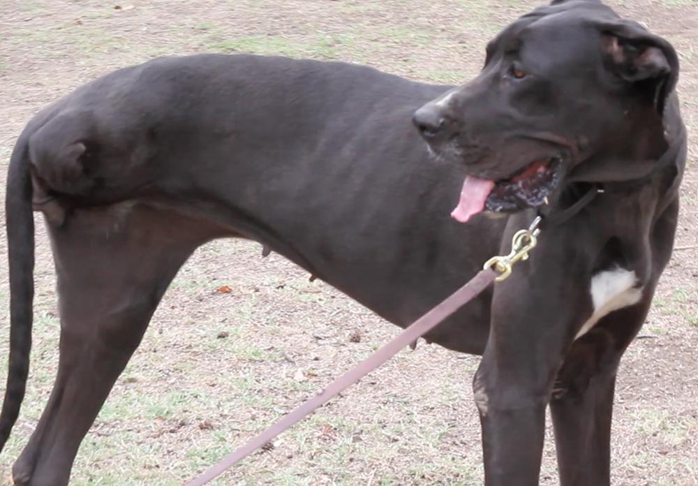 Need help, anybody could support my puppy  get an artificial  leg, food and better shelter , it is really  suffering 😫 😢,  just we need $5000 to change man's life. #donate for the better health of this lame cutie dog, anything will be  appreciated