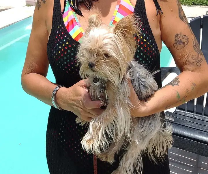 Gente de Villa Mercedes, le robaron la yorkshire rescatada a mi mamá del Morro. Es re contra tarada y tiene como 15 problemas de salud, si la ven o ven que alguien la ofrece para vender o cruzar porfa avisen al 2657 358333 o 2657 652883.