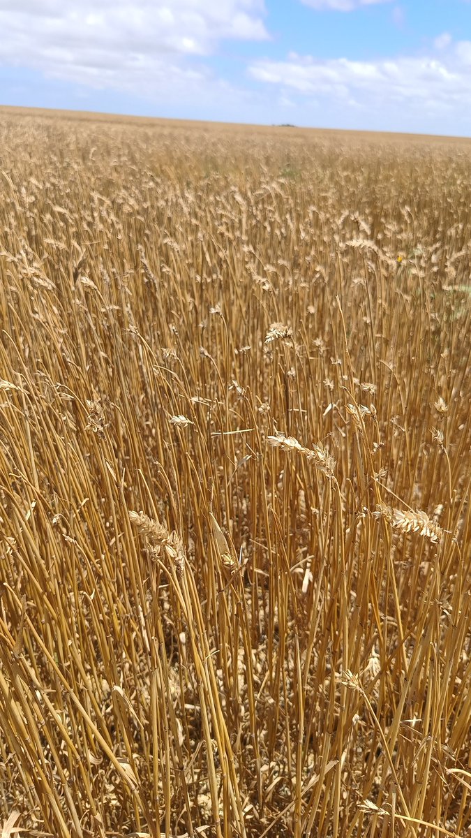 Santiago Tourn tweet media