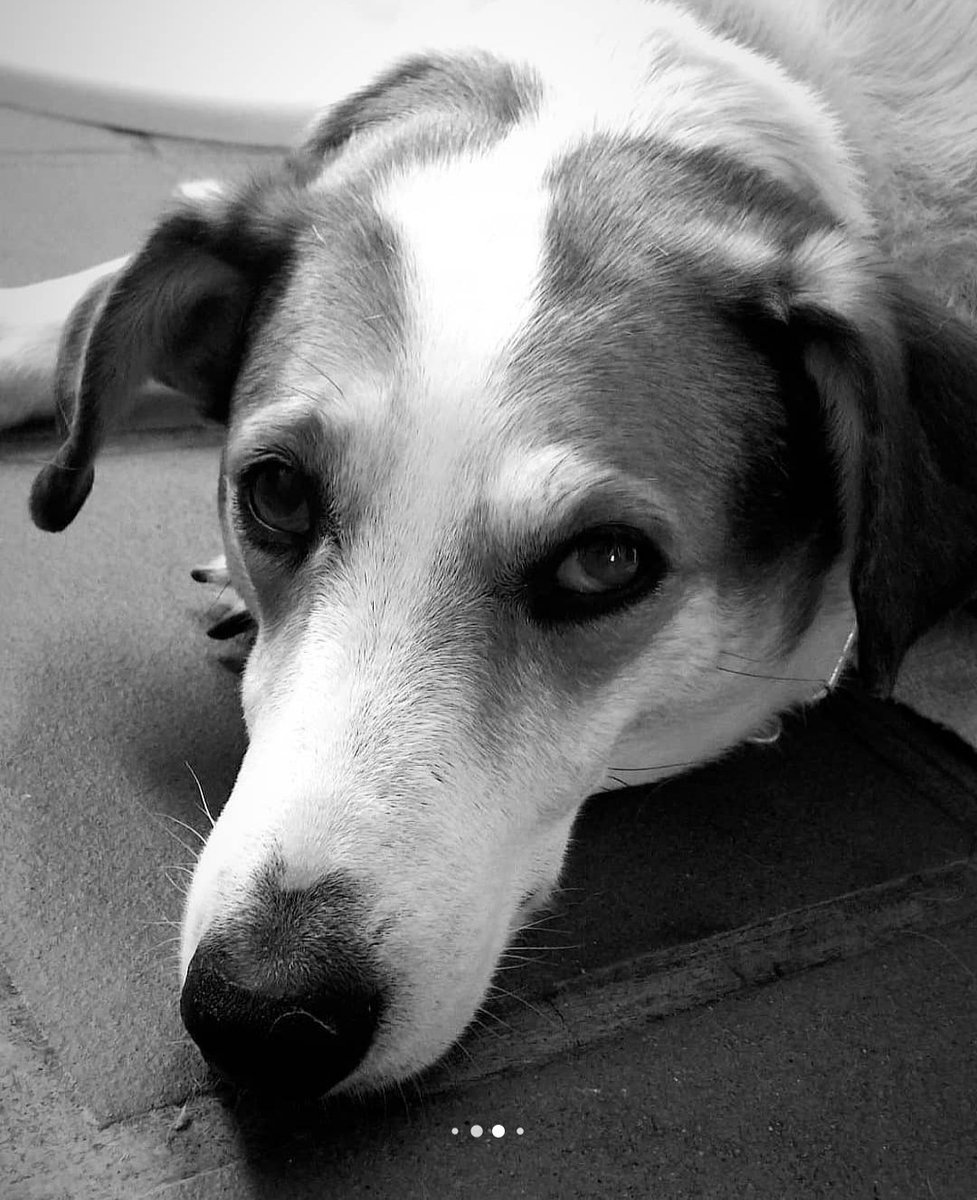 narossigo's tweet photo. Tita, gracias por tanto amor, te vas a quedar para siempre en mi corazón. Descansá en paz, ya nos volveremos a reencontrar, mi princesa. https://t.co/NfJMtVxsow