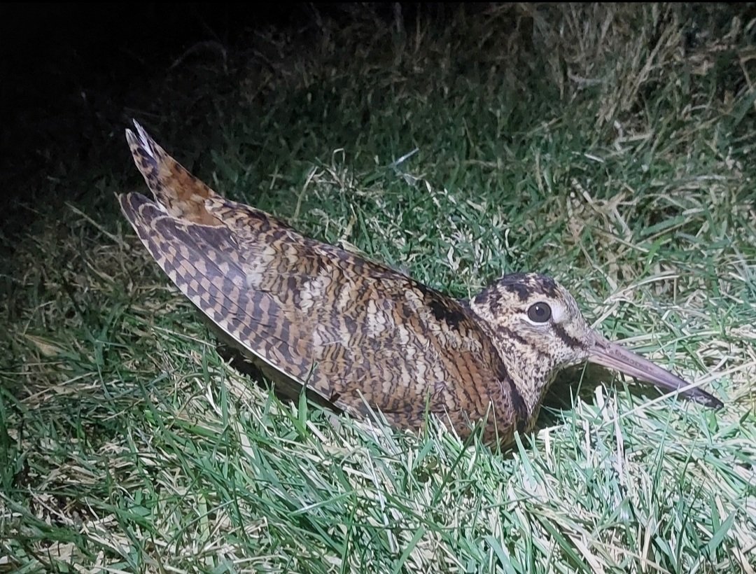 ArfonWilliams4's tweet image. 150th #Woodcock of the winter ringed in my mid-Wales study area tonight.  @_BTO @BTO_Cymru @BTO_Ceredigion @SurveysThermal