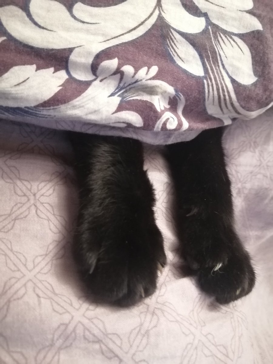 Cute paws. Tim the Cat. youtube.com/@victoriaart99 T.me/cutecatsanddog Instagram.com/catsand1dog #CatsOfTwitter #cats #cat #VictoriaDay #Animal #beauty #paws #BlackStars #BestFriend #photooftheday #bestseller