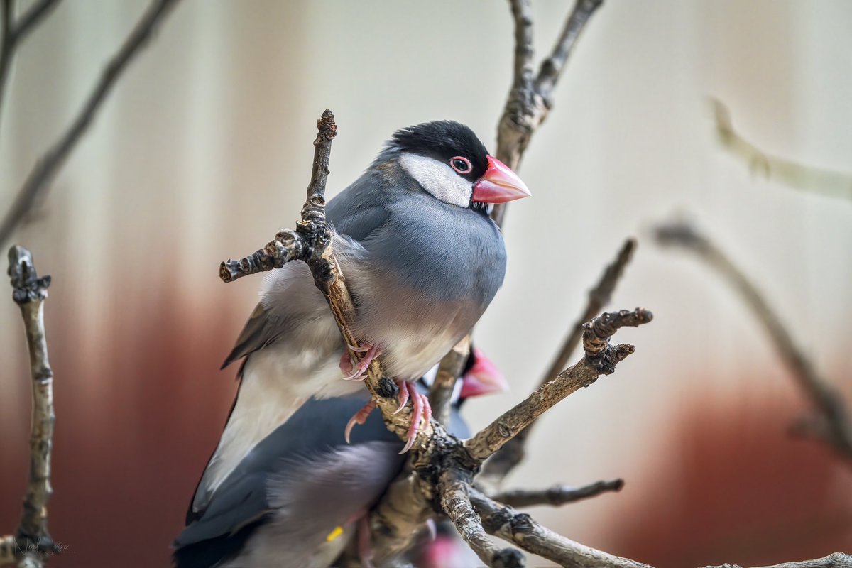 QP a photo of a birb ✌🏼