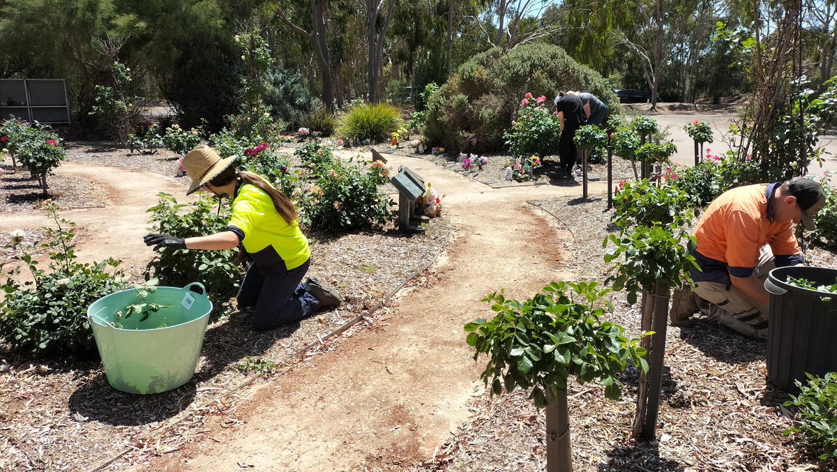 AdelCemeteries's tweet image. We are thrilled with #TAFESA #Horticulture students’ care, dedication and outcomes on their recent visit to Smithfield Memorial Park. 🌿🍃🌳 Students practiced their skills and knowledge in #plant and weed identification and post-planting maintenance of a #revegetation site.
