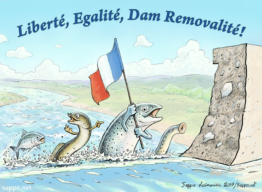 Great news from France!
#MigratingFish have returned to #Sélune river after #DamRemoval! @fishmigration