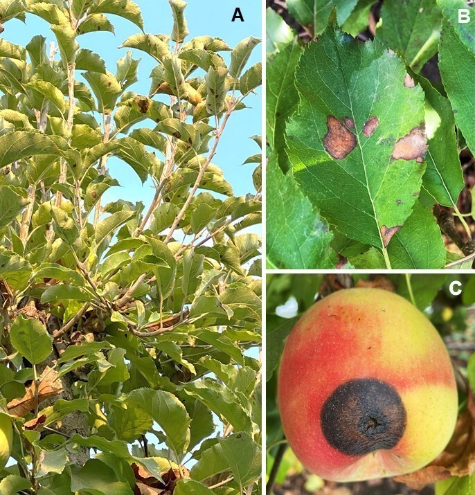 Karina Elfar tweet media