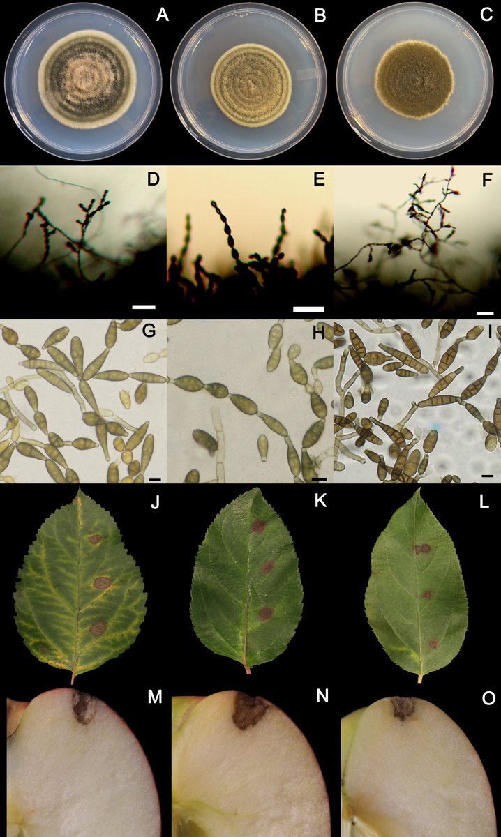 Karina Elfar tweet media