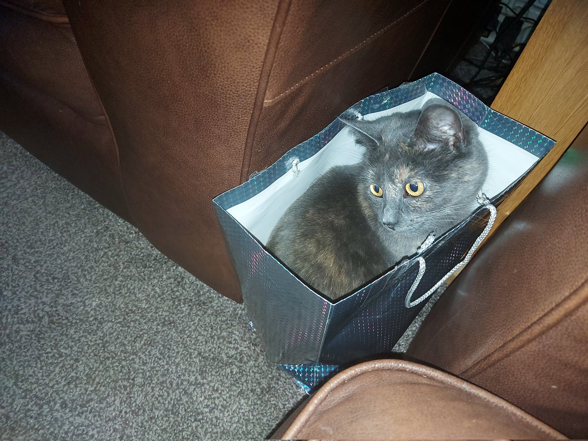 SamPaulyActor's tweet image. Or if you don't care about my acting stuff, here is a kitty in a Christmas bag