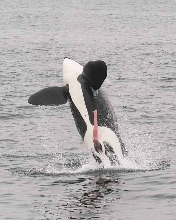 Espectacular orca saliendo del agua en un salto mostrando todo su poder..