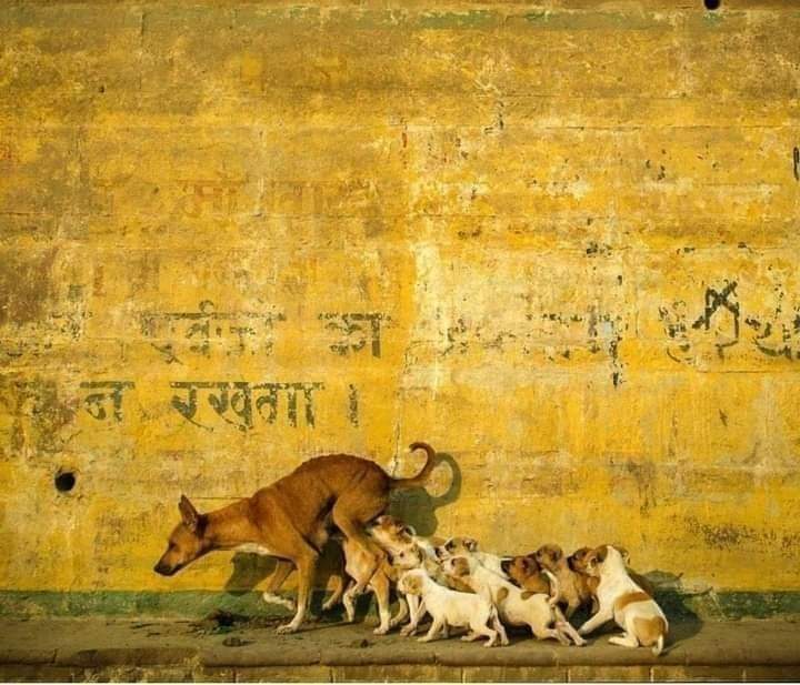 salvandohocicos's tweet photo. Querés ayudar 100 perros? 
Esteriliza a UNO 🐕🙌🏻 https://t.co/1A08H4G7Tr