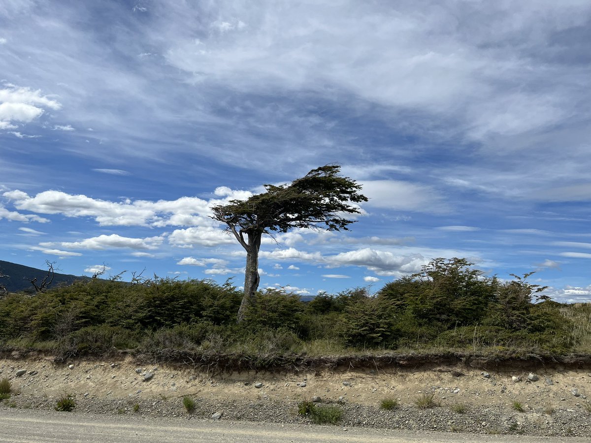 Nothofagus antarctica,  Tierra del Fuego <a href="/PPaleofloras/">Patagonia Paleofloras</a> <a href="/mefpatagonia/">MuseoEgidioFeruglio</a>  <a href="/BaileyHortorium/">CornellHerbarium</a>