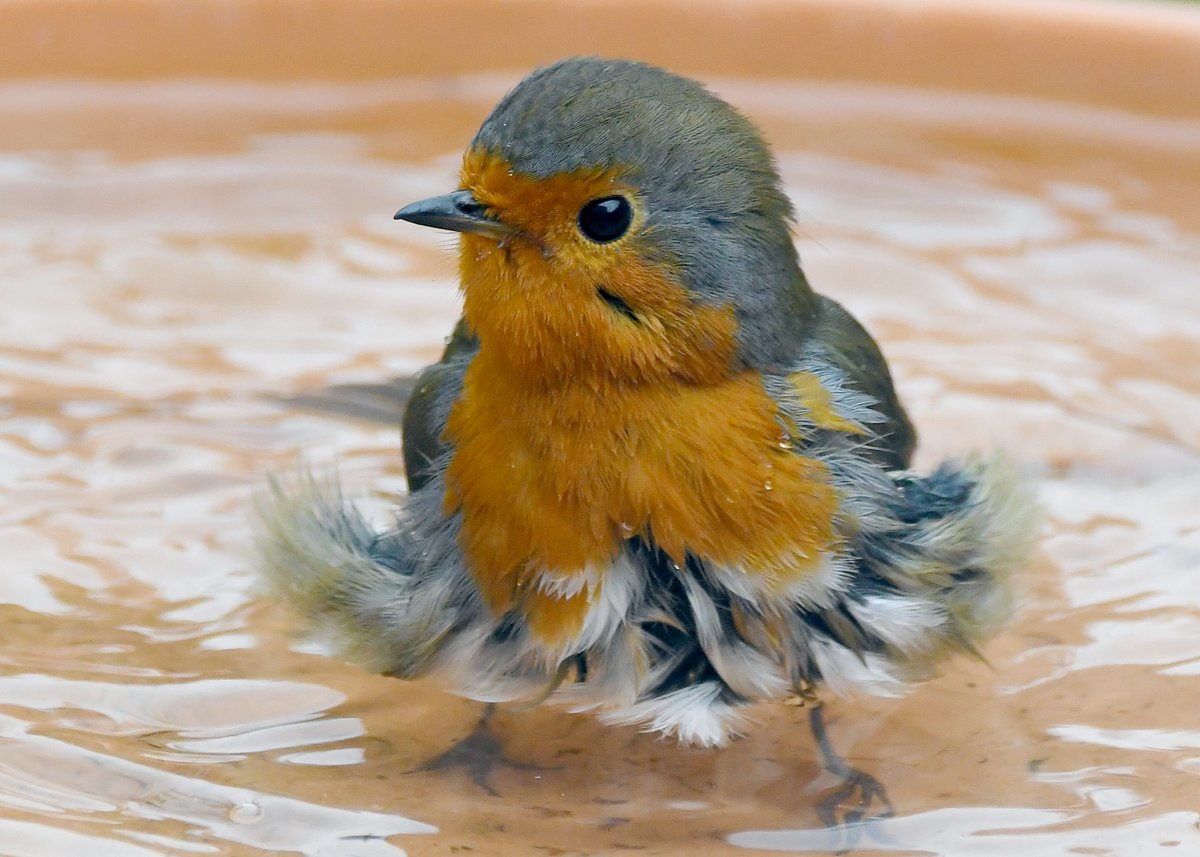 As it's Friday, I'm asking all my followers to please retweet this photo to help my little bird account to beat the algorithm and be seen!🙏 To make it worth sharing, here's a cute Robin having a bath! 😍 Thank you so much!😊🐦 #FridayRetweetPlease