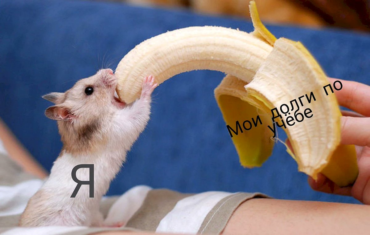 rusevik's tweet photo. Хомяк с бананом (64 фото) 
https://t.co/2L3KPt56wX https://t.co/njPDlV89eT