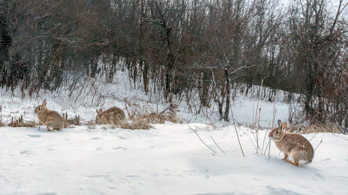 harry_fosters's tweet photo. With regular sightings of #Coyotes and #Foxes, 
#Eagles and #Hawks, it seems a tad strange to see three bunnies near the bird feeder this afternoon at the same time. There was not a lot of light left when I took this too I never thought I would get them all in the same frame. https://t.co/NEcRWwQkBW