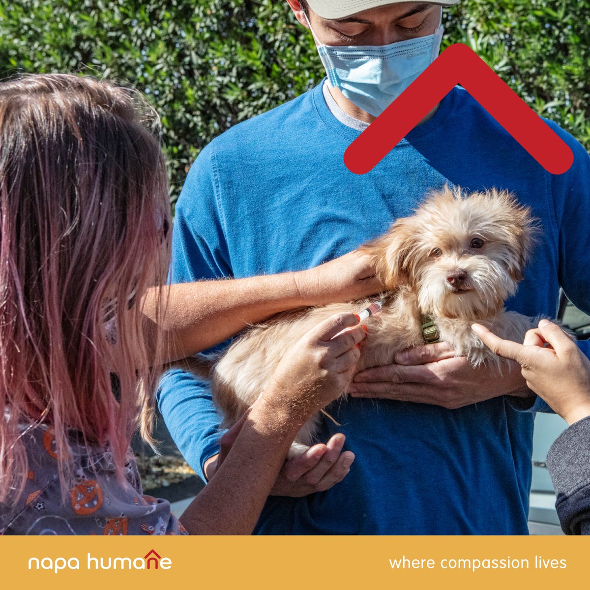 Did you know that we offer a vaccination and microchip clinic every Friday? 🐶🐱
Napa residents are welcome to come on down from 9:30am – 1:00pm and receive these vital services that help keep your pets safe.
Follow the link for more information!

napahumane.org/.../vaccinatio…