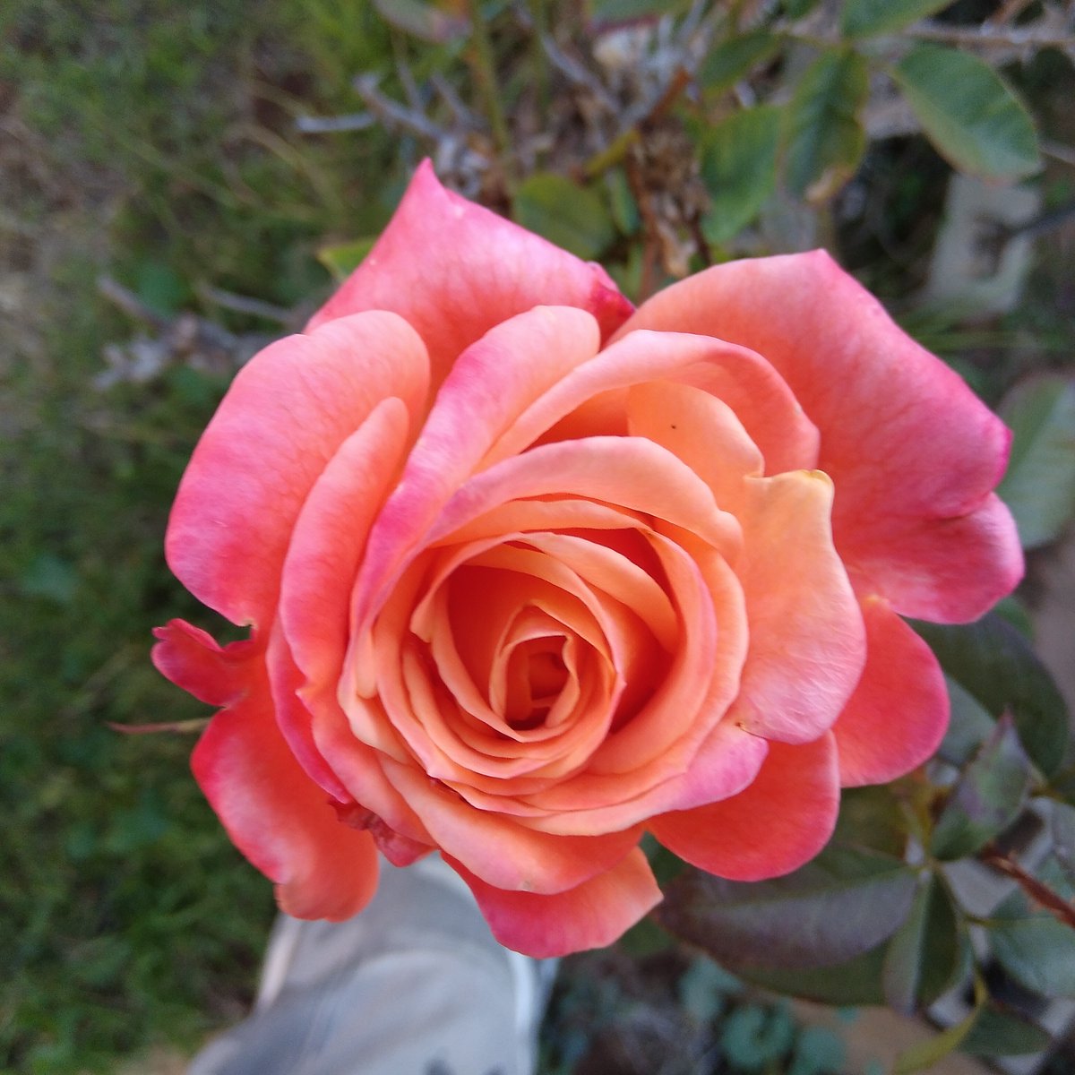 ktanimara's tweet photo. #MiniatureRoses #FlowerPhotography
Rose Rosa 'Cutie Pie', 'WEKruruwel', bred by Tom Carruth, U.S.A., prior to 2016
https://t.co/FofWaovxlg
Photo © el cajon yacht club, California, U.S.A. January 7, 2024
#GardeningTwitter #GardeningX https://t.co/nlHSJtWdZf