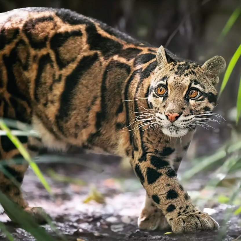 BigCatsWildlife's tweet photo. The #Beautiful Mainland #Clouded #Leopard. 
📸 #Photo by @matin.asmadal 
Follow for more @bigcatswildlife 
Clouded leopard’s paws are also incredibly flexible.
They can rotate them to make their way back down tree trunks. 
Their paws also help with hanging upside down. #cats https://t.co/XfrIeIXrTv