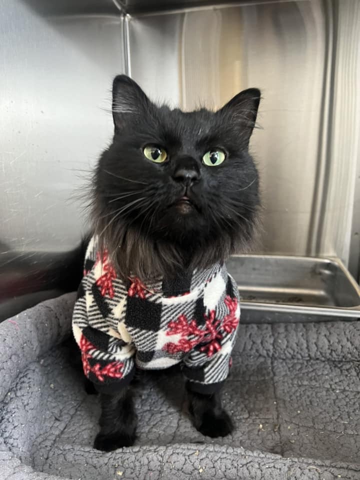 Our Shelter desperately needs wet cat & kitten food! 🐾 Can't donate? Please share! 🙏

😻 Check our Amazon Wish List: a.co/5MfJawY Drop off or ship to: 📍Central Alberta Humane Society 4505 77 Street Red Deer, AB T4P 2J1
#HelpUsHelpThem 📸: Oats bundled up