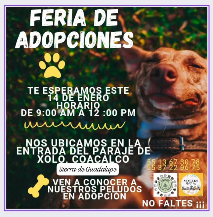 sierraguadalupe's tweet image. Este domingo 14 de enero en #SierraDeGuadalupe, paraje Xolo, de 9 am a 12 pm, habrá un evento de adopciones de animales de compañía, organizado por la Fundación para el Bienestar para la Biodiversidad. #Adopta no #Compres, cuídalos de por vida, requieren techo, alimento, vacunas.