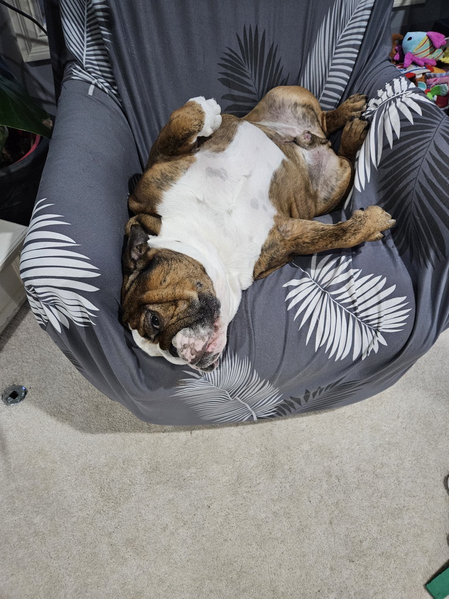 FLG_Todd's tweet photo. @cbnationals @KalebHart83 @FloRacing  Walter is tired of watching track prep https://t.co/1Iyxp1MvMw