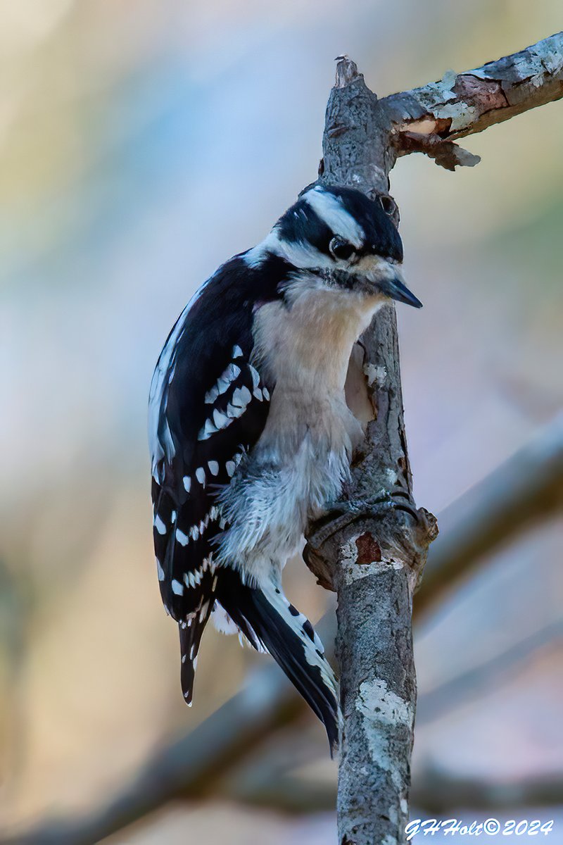 A Downy Woodpecker on a chilly January afternoon in Waxhaw, NC.
#TwitterNatureCommunity #NaturePhotography #naturelovers #birding #birdphotography #wildlifephotography #DownyWoodpecker #WoodpeckersofTwitter
