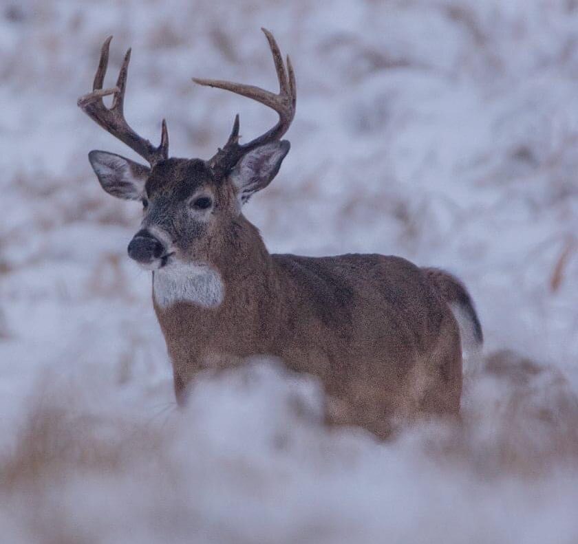 dennisbuchner's tweet image. Whitetail Buck in Michigan’s Winter Wonderland #shareslbe #michigan #fallfilter #fallcolors #puremichigan #michigander #northernmichigan #awesomemitten #thegreatlakestate #michiganders #midwestphotographer #greatlakes #canon #singhrayfilters #traversecit… instagr.am/p/C1-lcagrRjC/