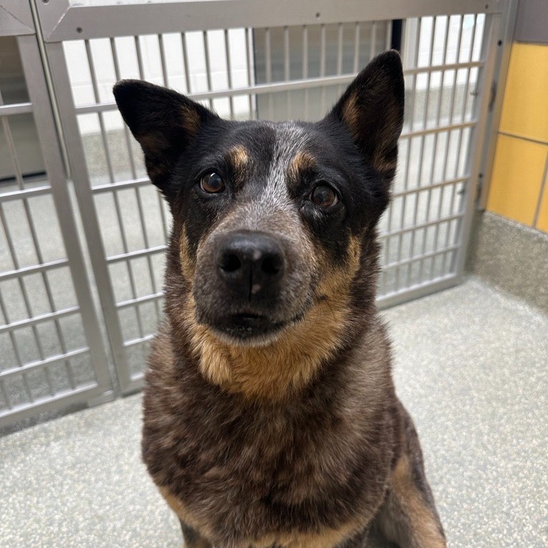 Meet Moxie, an 8-year-old Australian Cattle Mix. Despite facing joint challenges, she has made an incredible recovery and is now looking for a loving, slow-paced family to call her own. Meet her at our Adoption Center today! 🐾❤️ #GoldenPaw #SeniorDog #AdoptMe