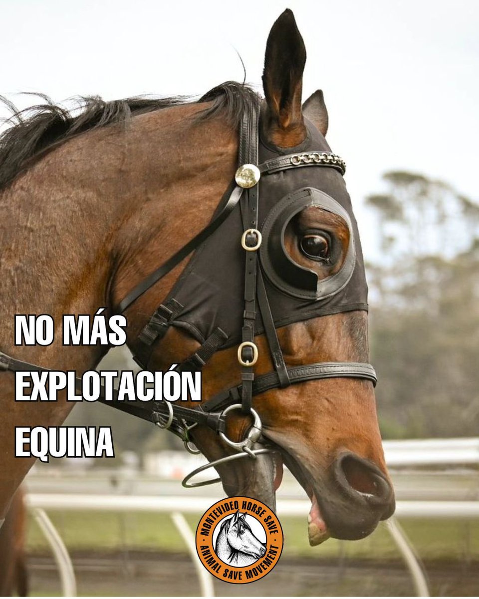 Ningun animal quiere ser utilizado como medio de transporte, como alimento, como vestimenta ni como entretenimiento.

Nuestros privilegios de especie nos llevan a provocar las peores crueldades.

Elige el lado de la justicia!

#caballos