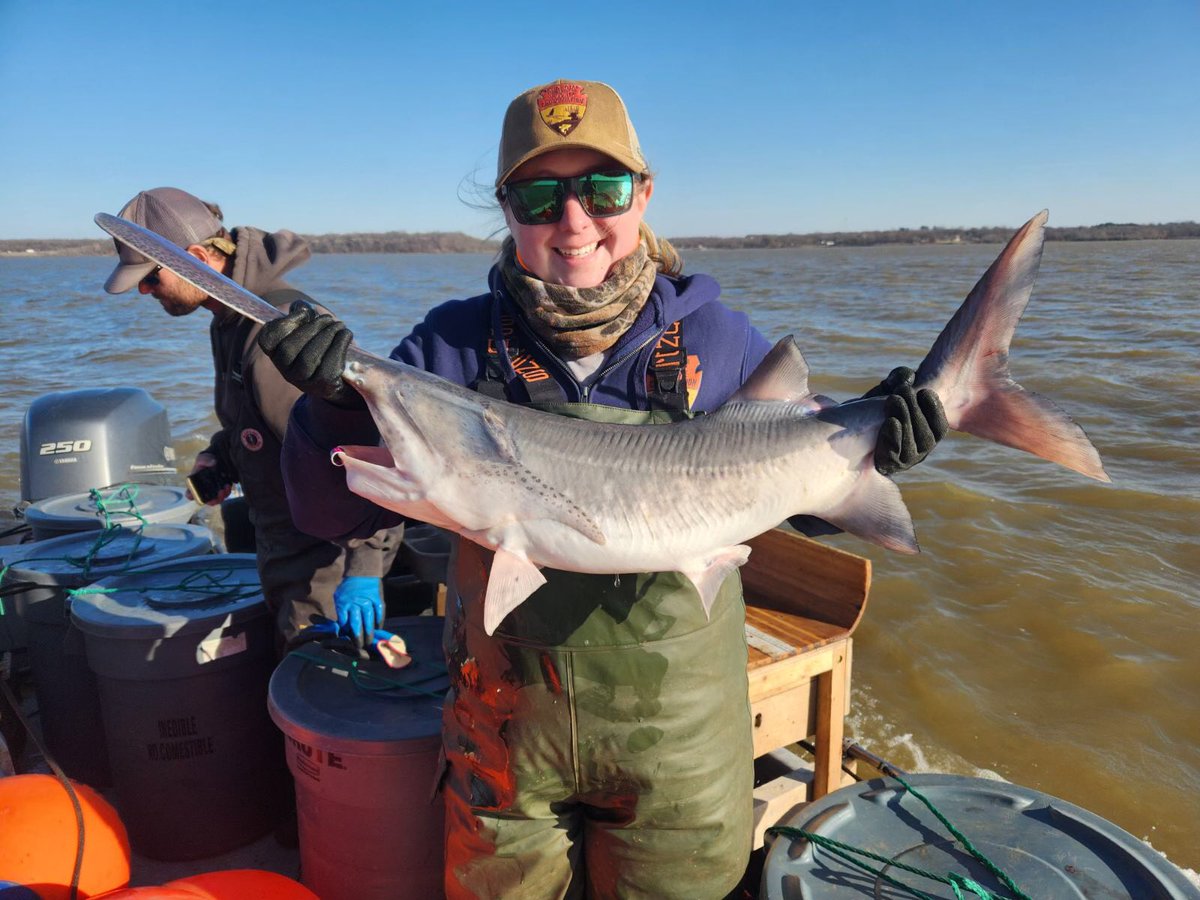 Great #restoration news! Well, we maaaaayyy have caught a few #paddlefish on Eufaula Lake that were wild spawned. 😳This 605mm (eye to fork of tail) #tablespoon and a few others that were a bit bigger, are unlikely to have been stocked 6 years ago. #PaddlefishNetting