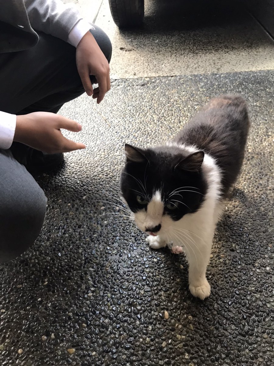 輪島通信局（輪島市河井町）にネコが迷い込んできました。
人懐っこいのでおそらく飼い猫だと思います。
どなたか心当たりある方はいらっしゃいませんか？