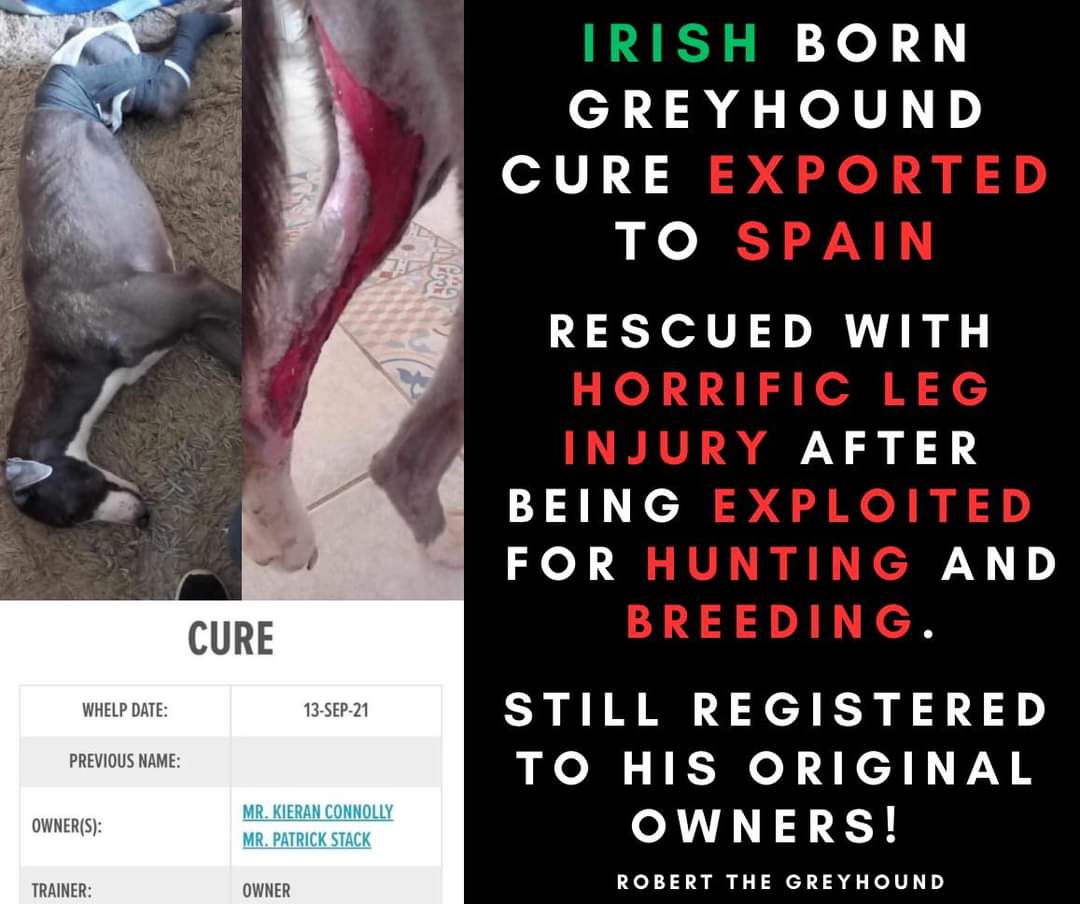 Robert The Greyhound tweet media