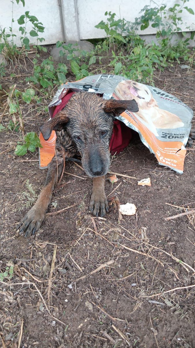 canichones's tweet photo. Imagínate que sos vieja. Escuchas poco, ves menos. Ya tus huesos duelen.. y tus días son lentos.
Imagínate que cuando más necesitás el apoyo de tu familia ellos van y te tiran a un canal con agua.
Eso le pasó a esta abuelita 👇 https://t.co/vFRZBw8gdy