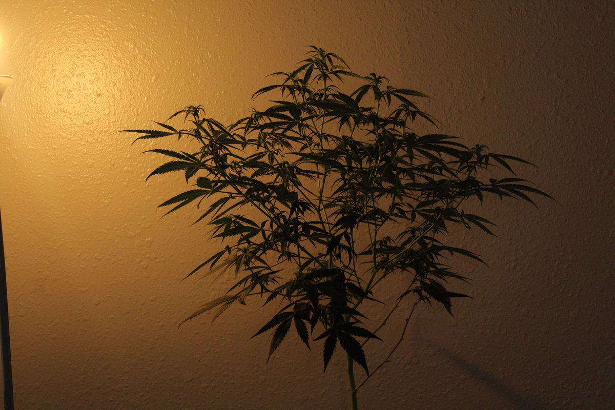 VigGrows's tweet photo. Strain-Blimburn-Santa Muerte, Purple Star Killer 
Cyco Nutrients
Light-HLG 650
#hlg #cyconutrients https://t.co/PizoGbls4U