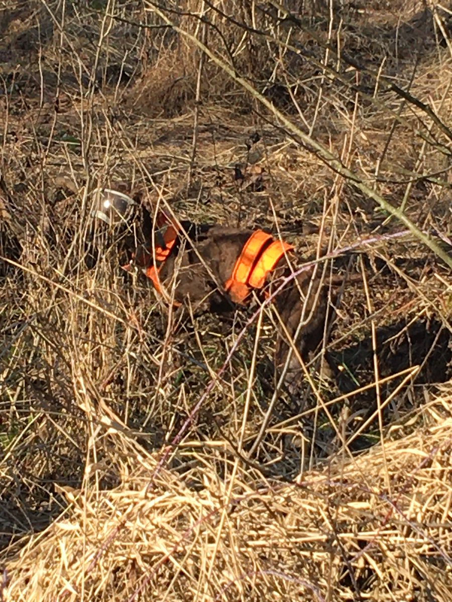 franke124's tweet photo. Out for a few hours today.  5 points with three to take home.  #brittanyspaniel #huntingdog #gundog #rexspecsk9 #quaildog #quail_forever # hunting https://t.co/dBdSqWZjC5
