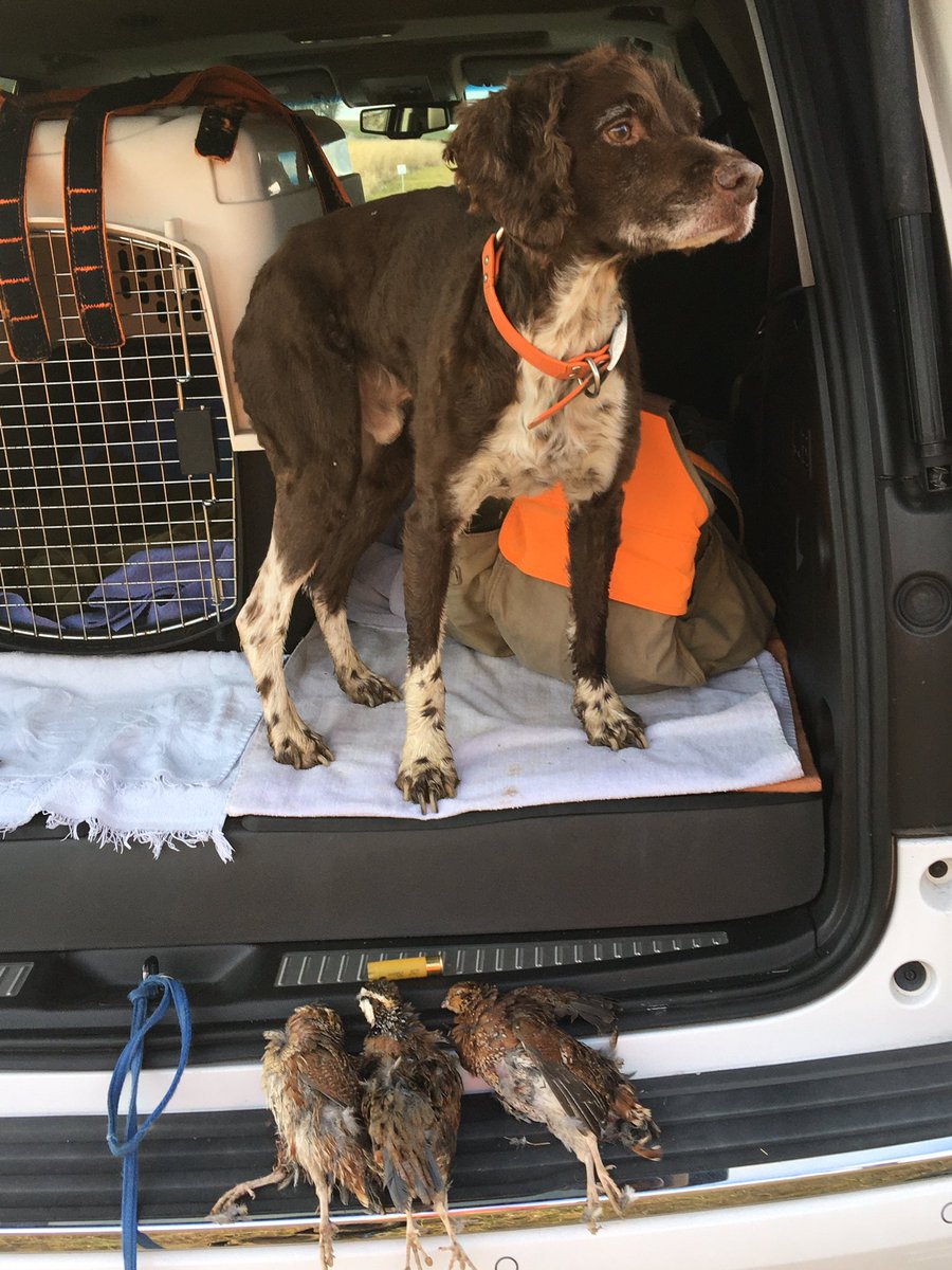 Out for a few hours today.  5 points with three to take home.  #brittanyspaniel #huntingdog #gundog #rexspecsk9 #quaildog #quail_forever # hunting