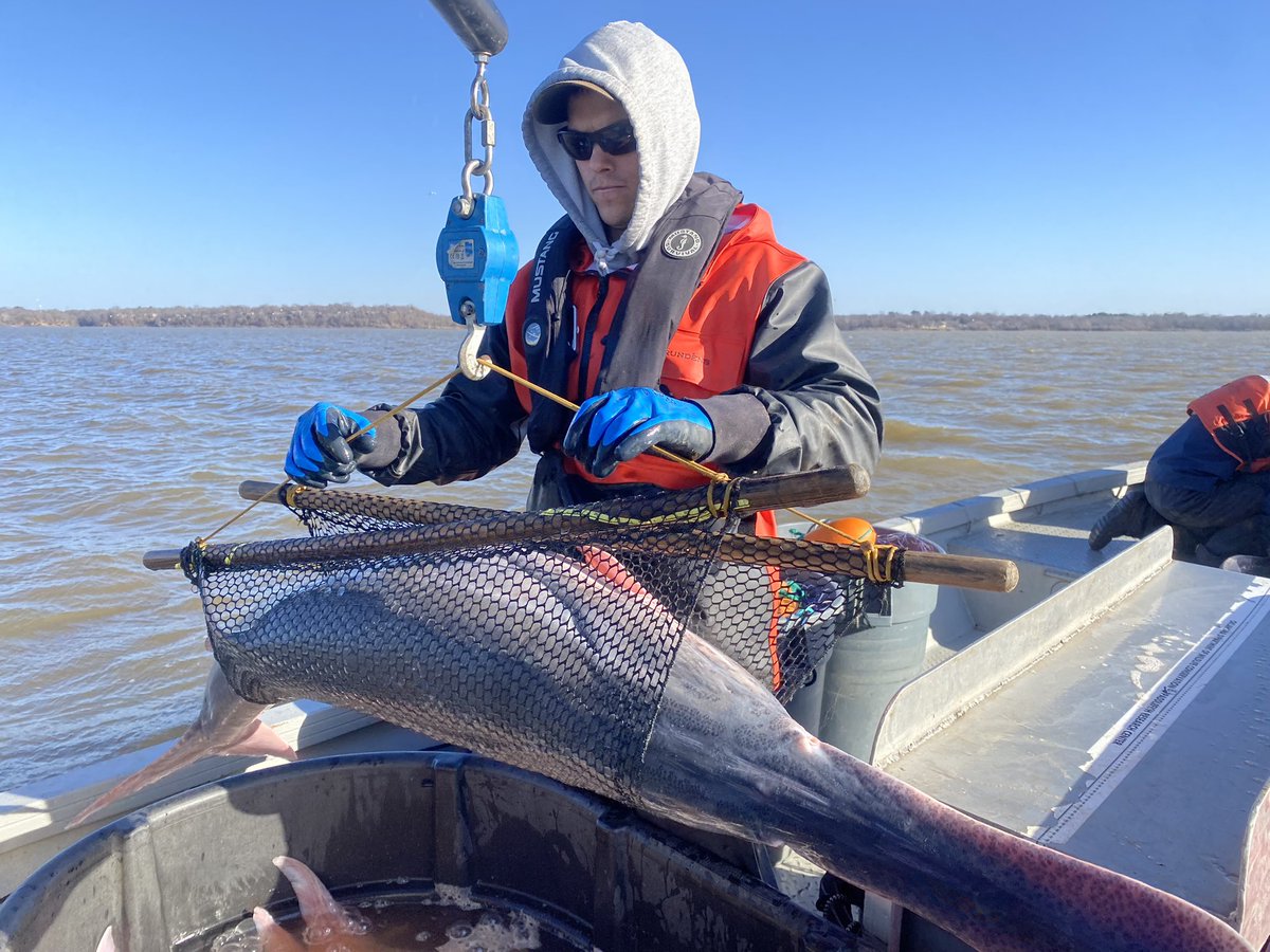 DirtyDog650's tweet image. The camera never captures how windy it is, but we were challenged by some waves today. No propped nets, but no refuge for the queasy. Biggest fish we saw was 28kg, which is pretty good for this population. #PaddlefishNetting