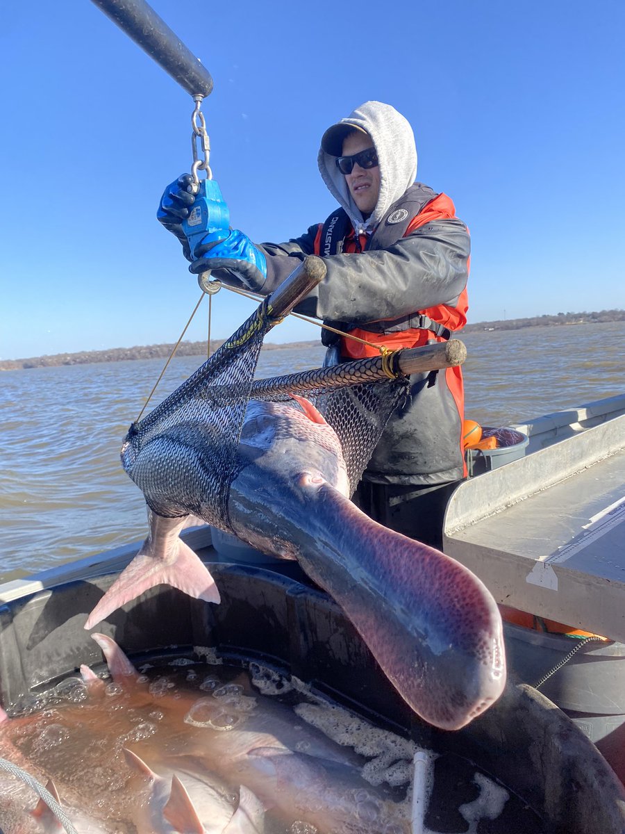DirtyDog650's tweet image. The camera never captures how windy it is, but we were challenged by some waves today. No propped nets, but no refuge for the queasy. Biggest fish we saw was 28kg, which is pretty good for this population. #PaddlefishNetting