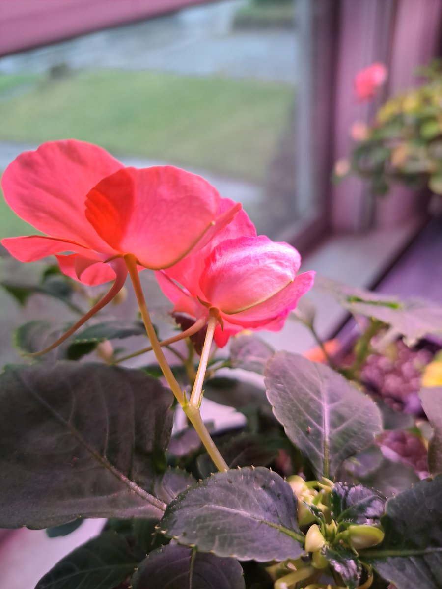 Lincolnmaster's tweet photo. QP a picture of a flower. https://t.co/EkjGezBdpq
